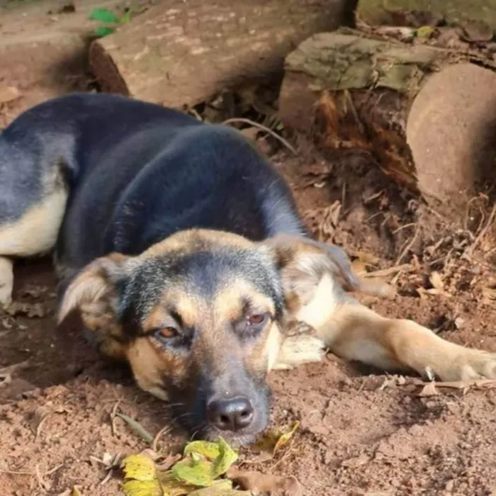 Cachorro ra a SRD idade 2 anos nome ELLA