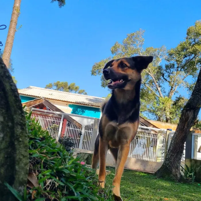 Cachorro ra a SRD idade 2 anos nome ELLA
