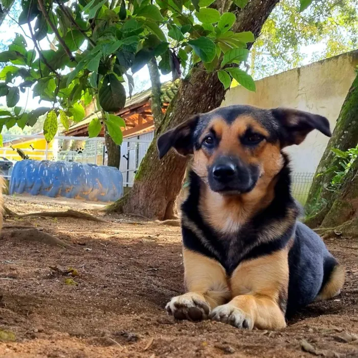Cachorro ra a SRD idade 2 anos nome ELLA