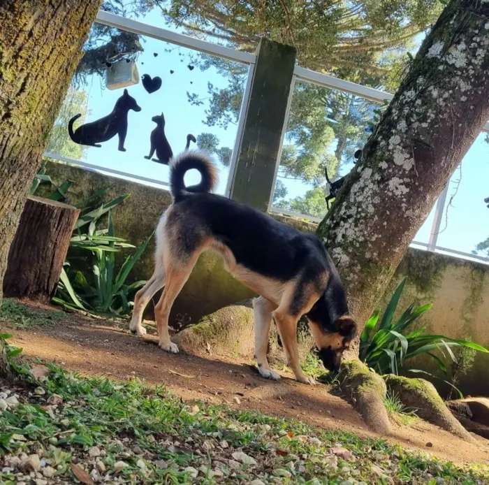 Cachorro ra a SRD idade 2 anos nome ELLA