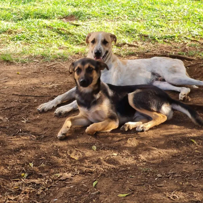 Cachorro ra a SRD idade 2 anos nome ELLA