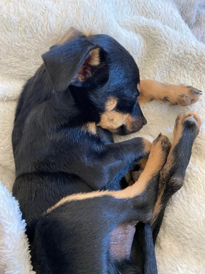Cachorro raça SRD idade Abaixo de 2 meses nome Loki