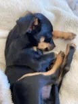 Loki