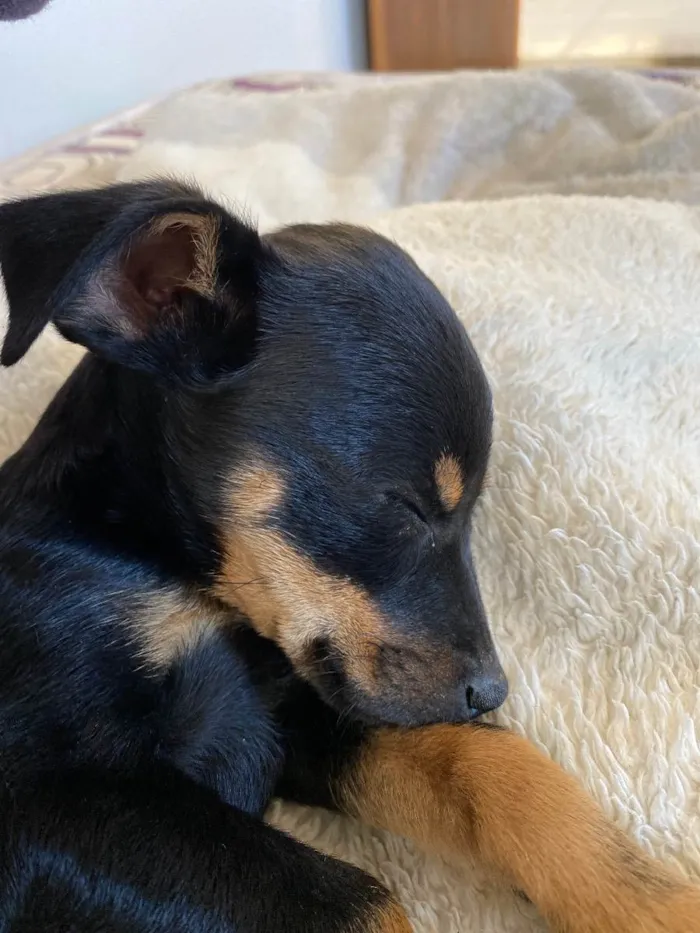 Cachorro raça SRD idade Abaixo de 2 meses nome Loki