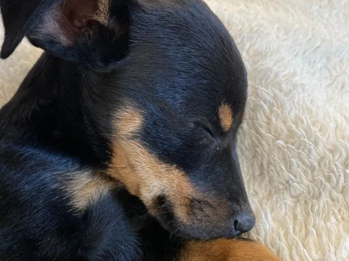Cachorro raça SRD idade Abaixo de 2 meses nome Loki
