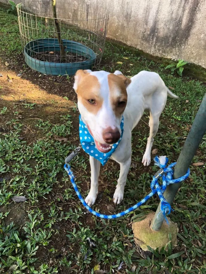 Cachorro raça Srd idade 7 a 11 meses nome Marley