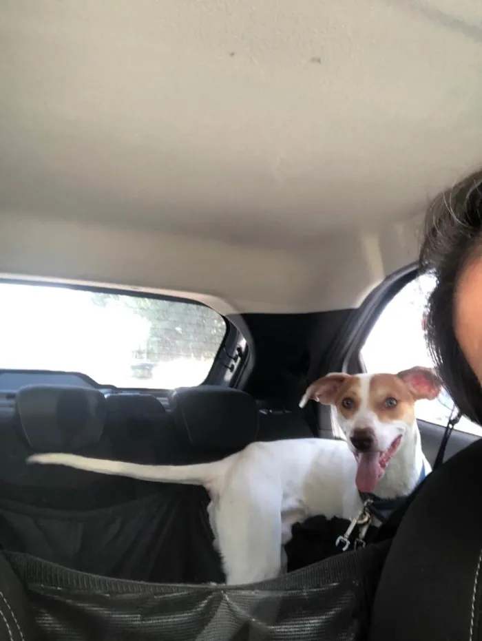 Cachorro raça Srd idade 7 a 11 meses nome Marley