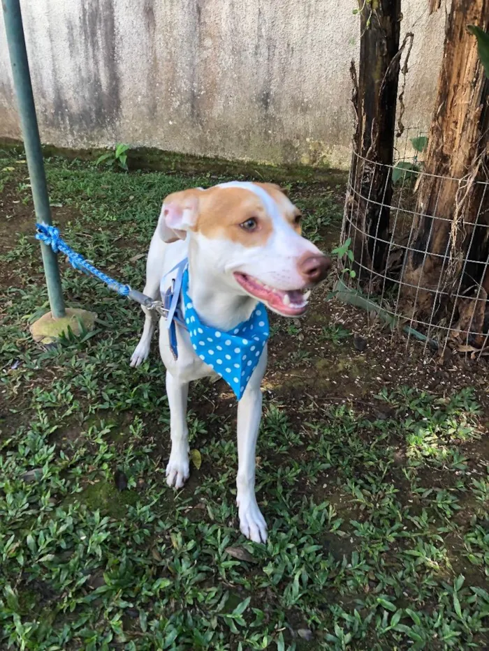 Cachorro raça Srd idade 7 a 11 meses nome Marley