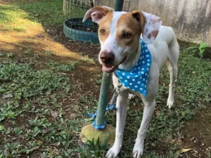 Cachorro raça Srd idade 7 a 11 meses nome Marley