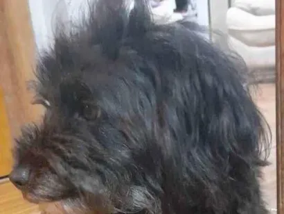 Cachorro raça poodle idade 4 anos nome Pretinha