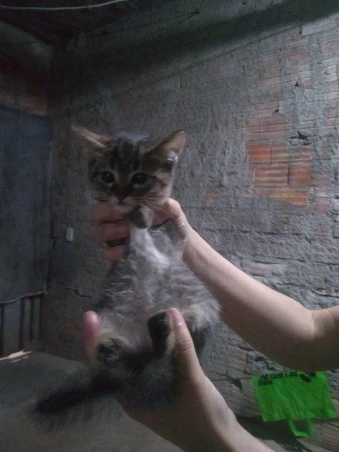 Gato ra a SRD idade 2 a 6 meses nome Sem nome