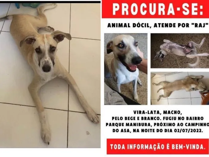 Cachorro ra a Sem raça ndefinida (vira lata) idade 3 anos nome Raj