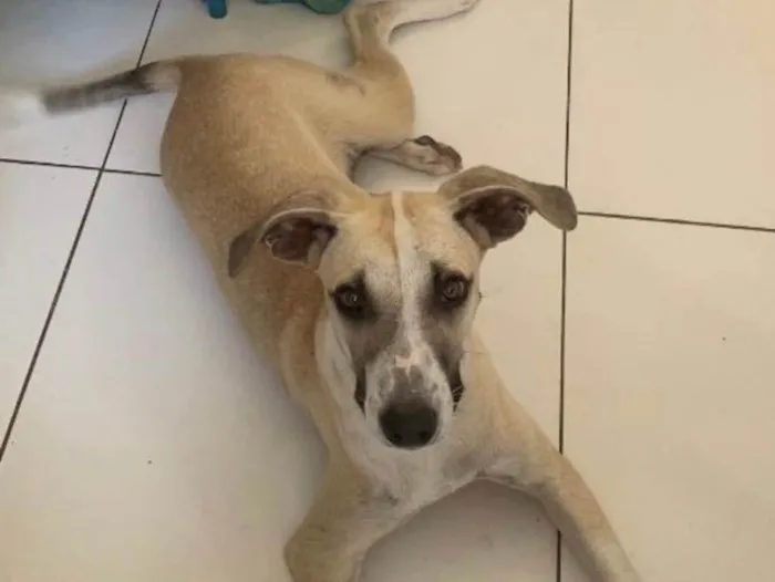 Cachorro ra a Sem raça ndefinida (vira lata) idade 3 anos nome Raj