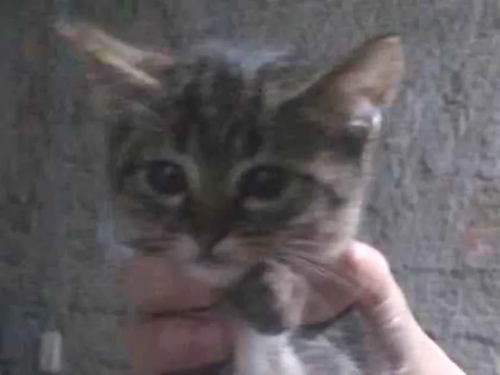 Gato ra a SRD idade 2 a 6 meses nome Sem nome