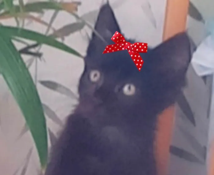 Gato ra a Mestiça  idade 2 a 6 meses nome Jade 