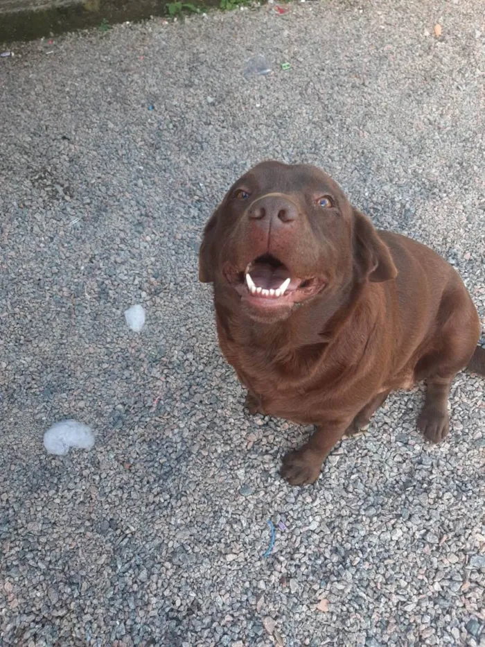 Cachorro ra a Labrador  idade 4 anos nome Moana