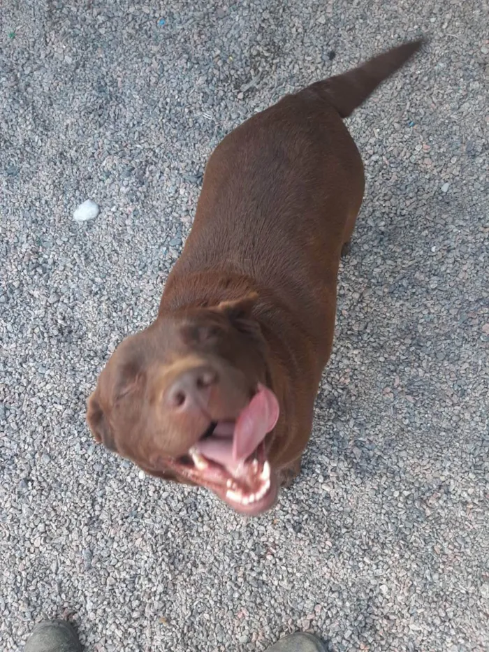 Cachorro ra a Labrador  idade 4 anos nome Moana