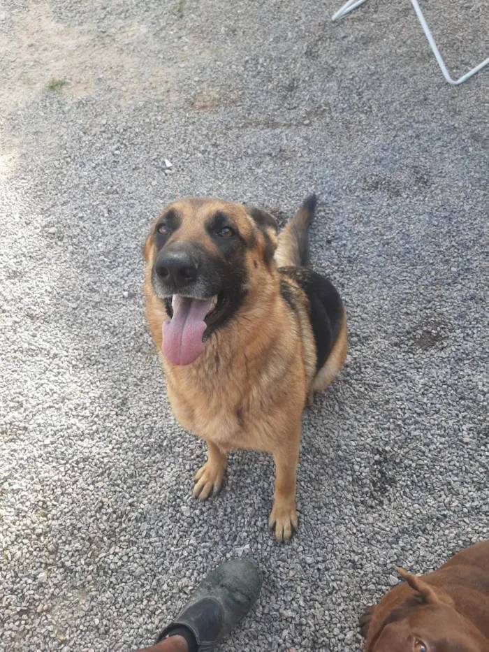 Cachorro ra a Pastor alemã  idade 3 anos nome Gamora