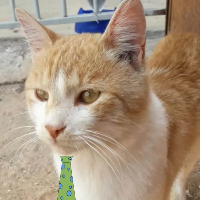 Gato ra a Mestiço  idade 2 a 6 meses nome Theo 