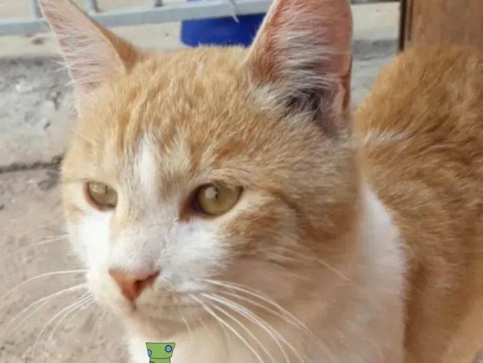 Gato ra a Mestiço  idade 2 a 6 meses nome Theo 
