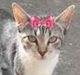 Mel 