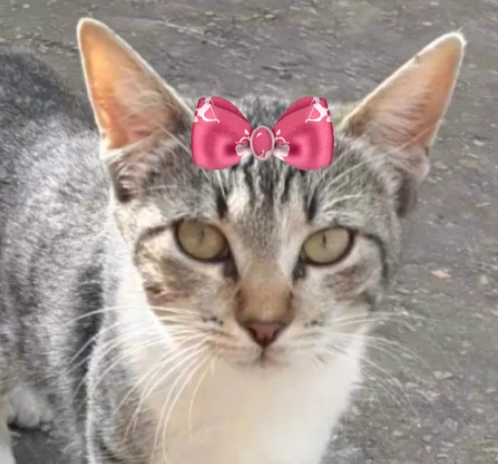 Gato ra a Mestiça  idade 2 a 6 meses nome Mel 