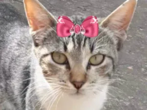 Gato raça Mestiça  idade 2 a 6 meses nome Mel 