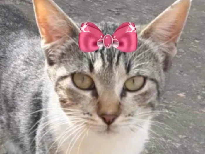 Gato ra a Mestiça  idade 2 a 6 meses nome Mel 