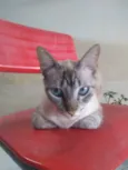 Belinha