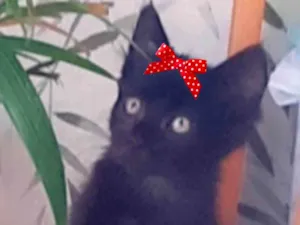 Gato raça Mestiça  idade 2 a 6 meses nome Jade 