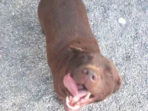 Cachorro raça Labrador  idade 4 anos nome Moana