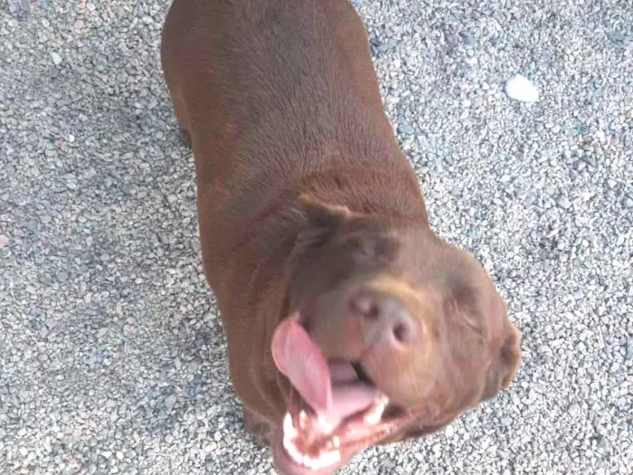 Cachorro ra a Labrador  idade 4 anos nome Moana