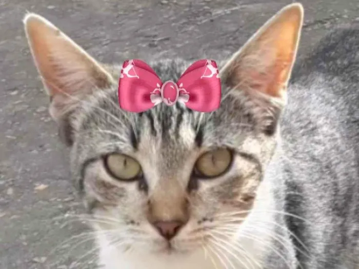 Gato ra a Mestiça  idade 2 a 6 meses nome Mel 