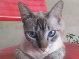 Gato raça Siamês  idade 1 ano nome Belinha