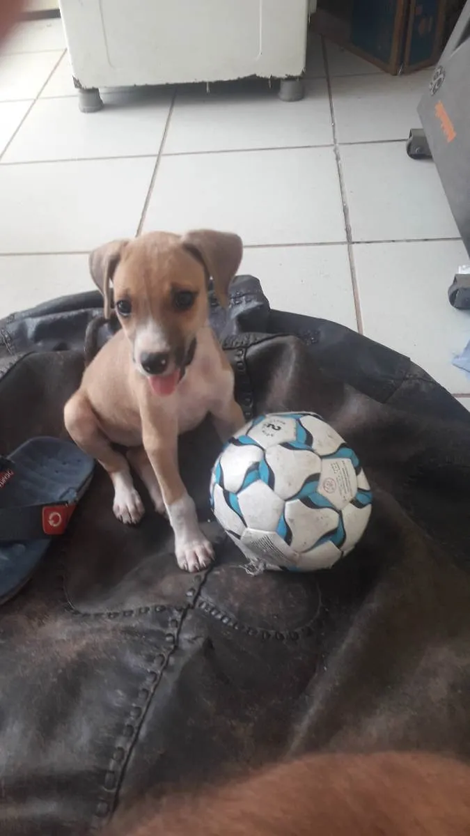 Cachorro raça Vira-lata idade 2 a 6 meses nome (Não colocamos nome)