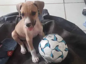 Cachorro raça Vira-lata idade 2 a 6 meses nome (Não colocamos nome)