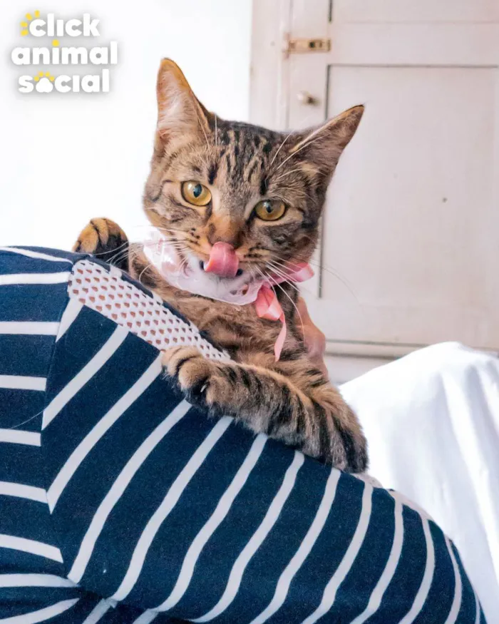 Gato ra a SRD idade 2 a 6 meses nome Leona