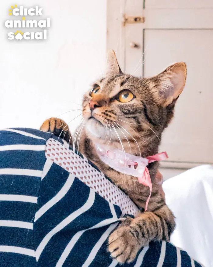 Gato ra a SRD idade 2 a 6 meses nome Leona