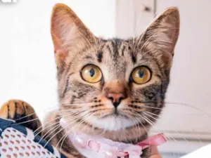 Gato raça SRD idade 2 a 6 meses nome Leona