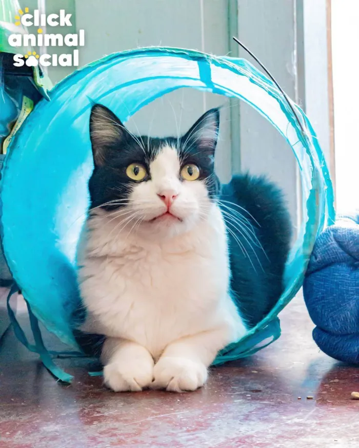 Gato ra a SRD idade 1 ano nome AVELÃ
