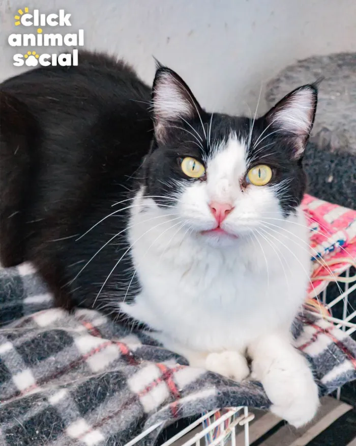 Gato ra a SRD idade 1 ano nome AVELÃ