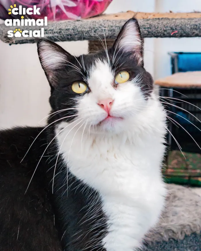 Gato ra a SRD idade 1 ano nome AVELÃ