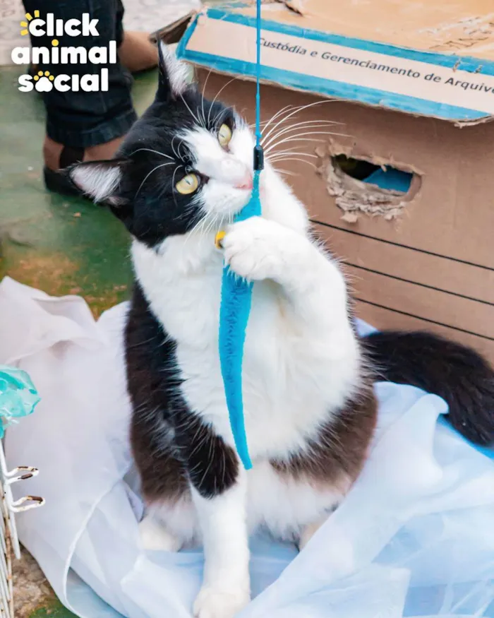 Gato ra a SRD idade 1 ano nome AVELÃ