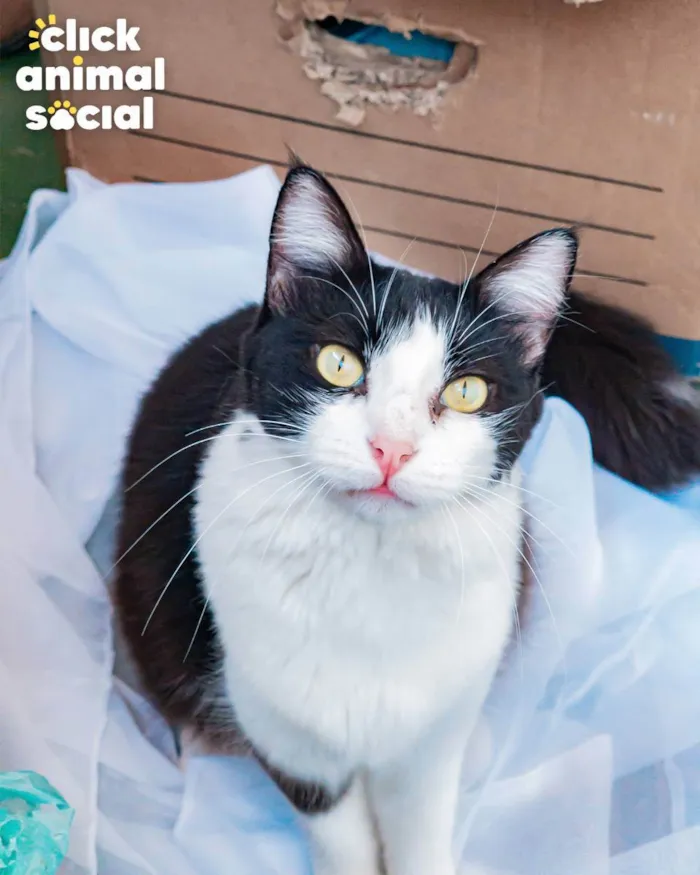 Gato ra a SRD idade 1 ano nome AVELÃ