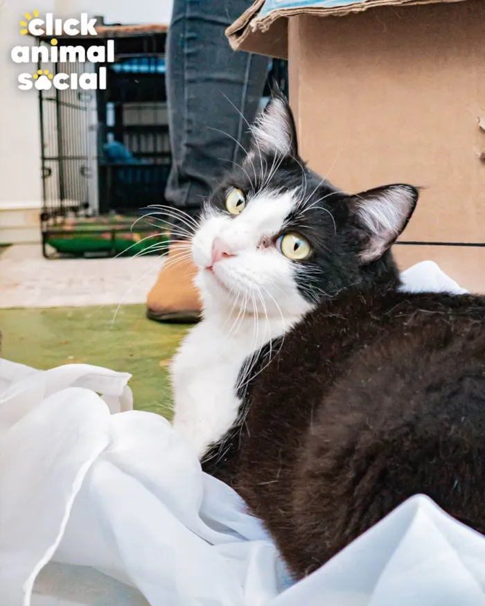 Gato ra a SRD idade 1 ano nome AVELÃ