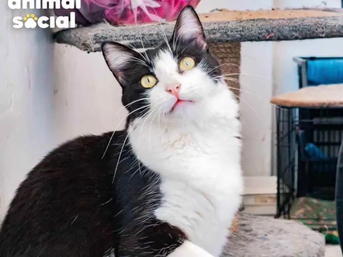 Gato ra a SRD idade 1 ano nome AVELÃ