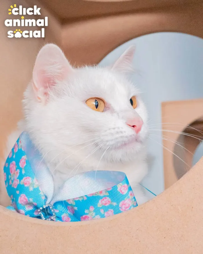Gato ra a SRD idade 1 ano nome AQUILA