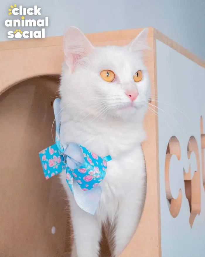 Gato ra a SRD idade 1 ano nome AQUILA