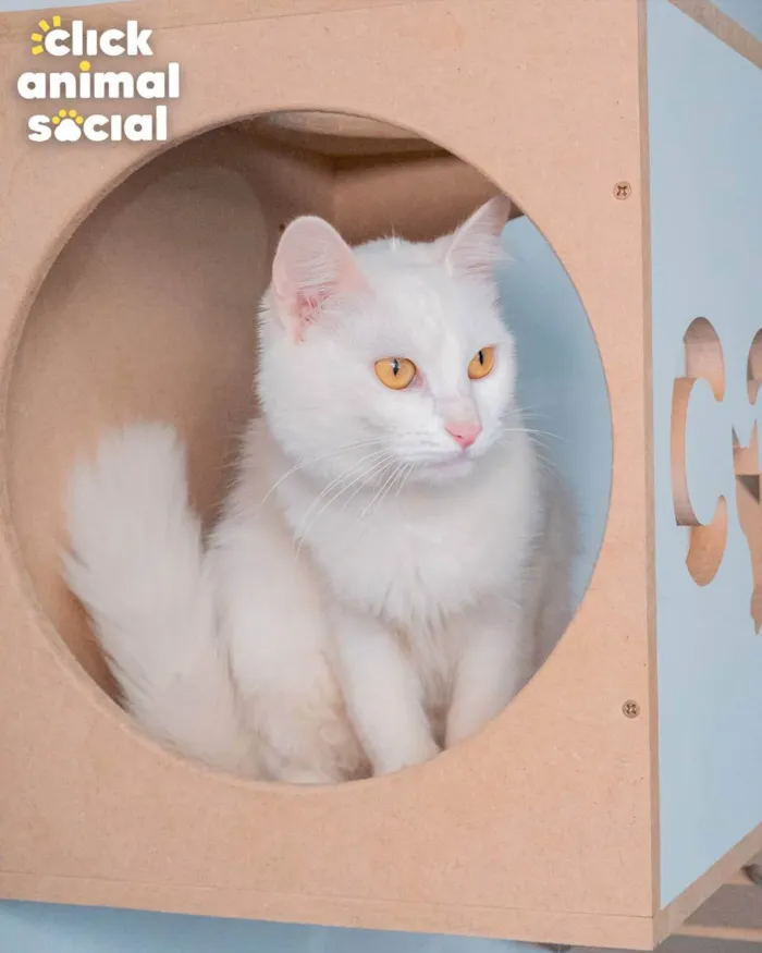 Gato ra a SRD idade 1 ano nome AQUILA