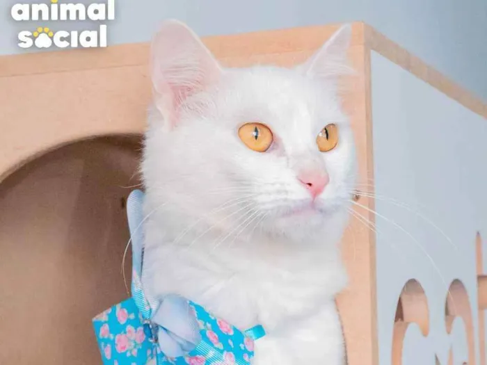 Gato ra a SRD idade 1 ano nome AQUILA